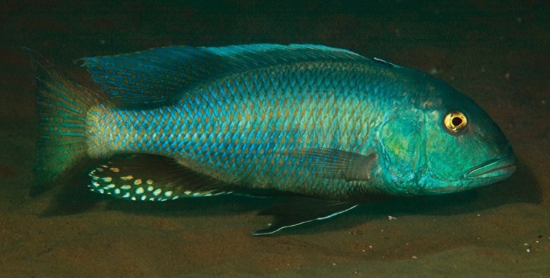 Buccochromis nototaenia 'Mdoka'